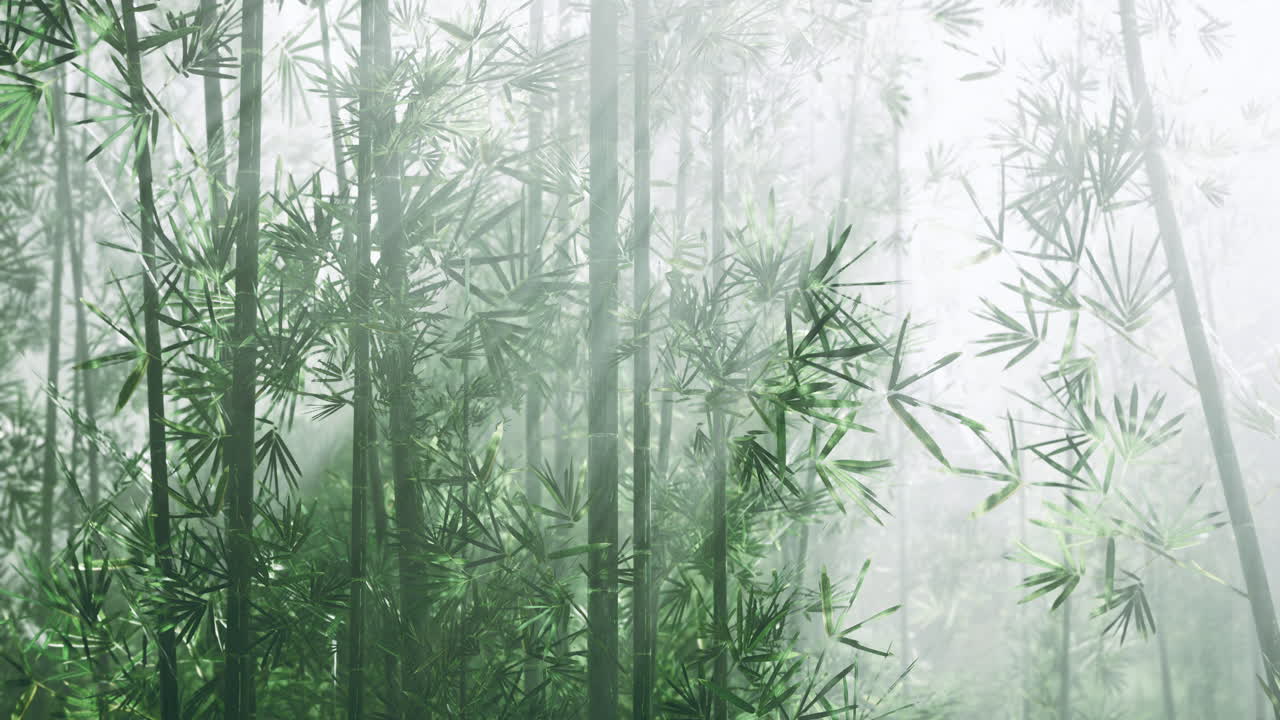 Bamboo forest bathed in mist creates a serene and tranquil atmosphere