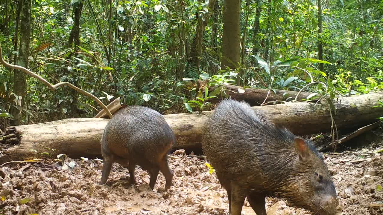 animal salvaje en la selva tropical