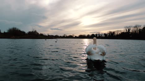 tiro ancho de cámara lenta de ángulo bajo como un despegue de cisne blanco del agua, batiendo alas mientras vuela en la puesta de sol