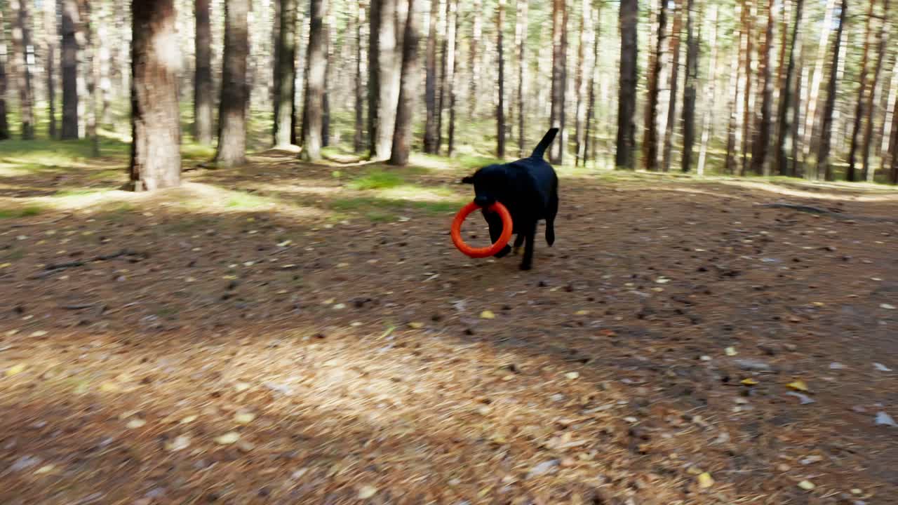 Cane Labrador nero che corre e gioca con un giocattolo arancione in una pineta
