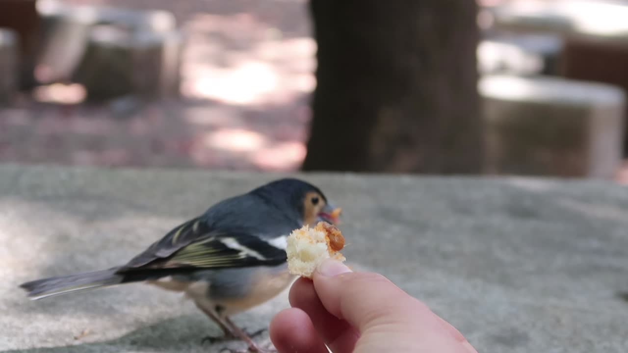 Girl handfeeding a bird. This black, white and orange bird was filmed in Tenerife, Canary Islands,