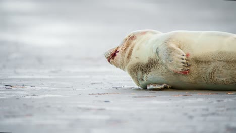 bebé foca del puerto con manchas sangrientas yaciendo jadeando en la playa de arena gris