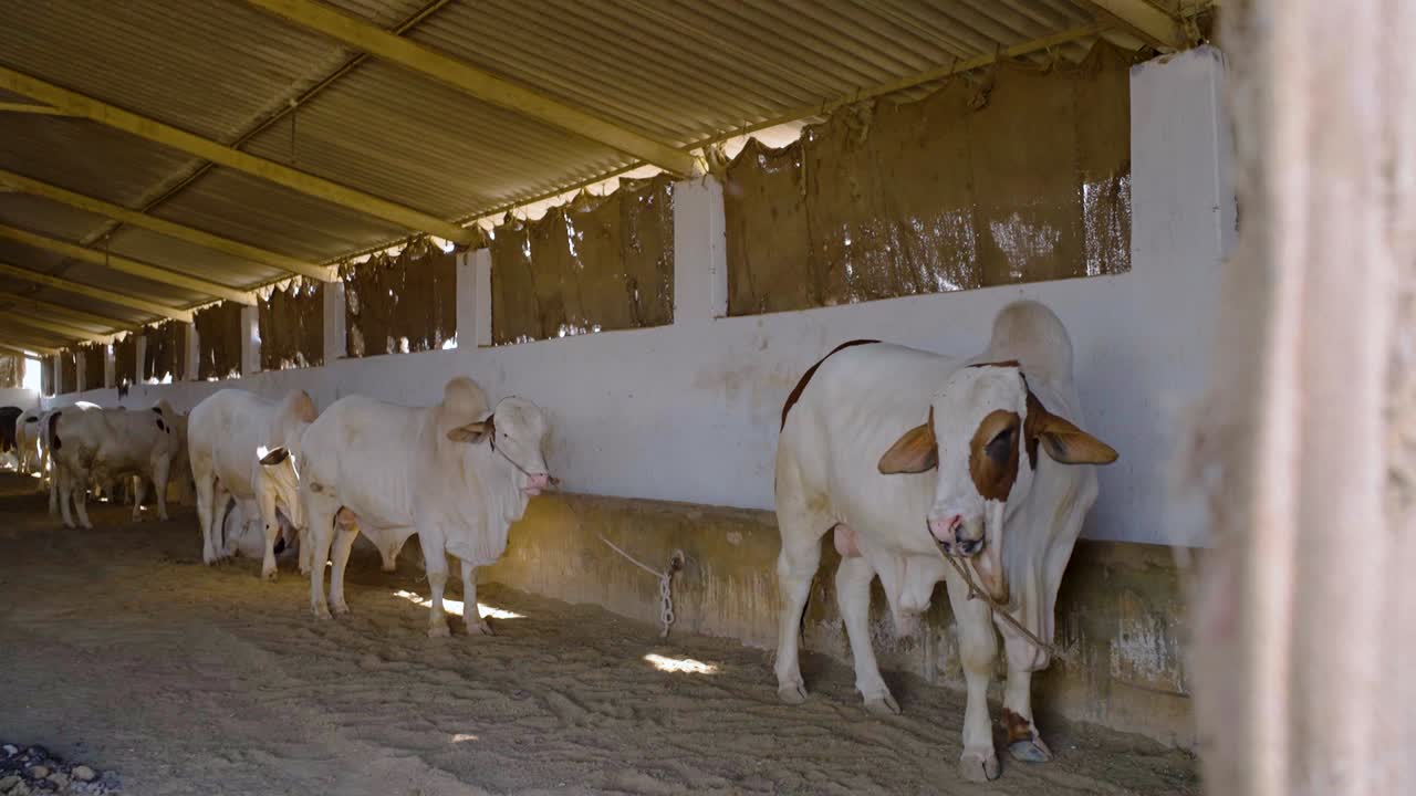 Bovini allineati in un corridoio ombreggiato di una stalla in un allevamento di bestiame nel Sindh, Pakistan. Scena di allevamento rurale con tori legati accanto a una mangiatoia.