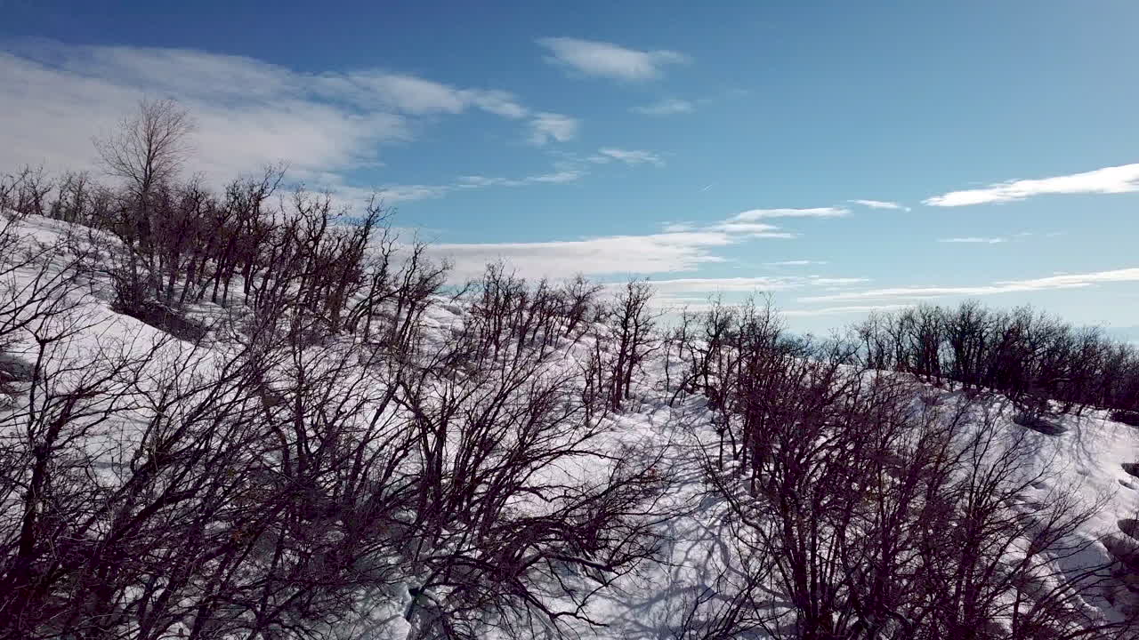 el dron se estrella al deslizarse hacia las ramas de los árboles y de alguna manera se recupera y vuela a un lugar seguro