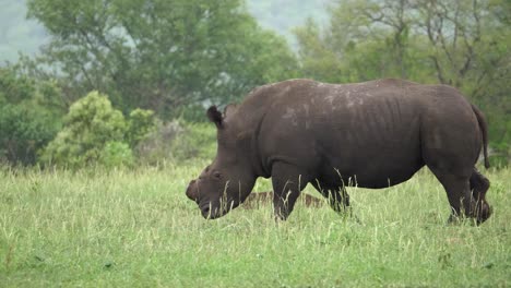wet, dehorned white rhino walks through green african meadow in rain