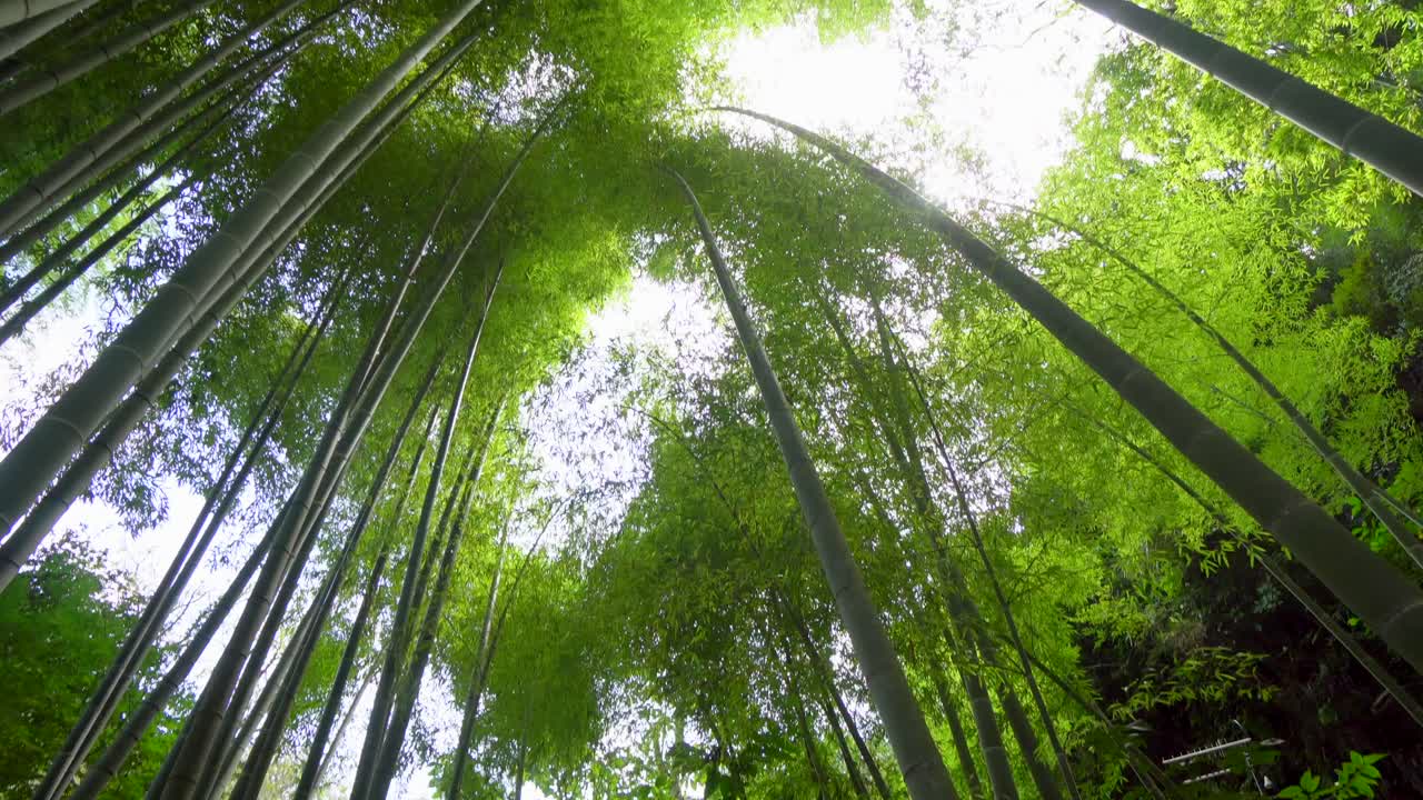 en kamakura, al sur de tokio, hay un pequeño bosque de bambú que en verano se llena de un verde intenso y es un refugio ideal del calor extremo del mediodía