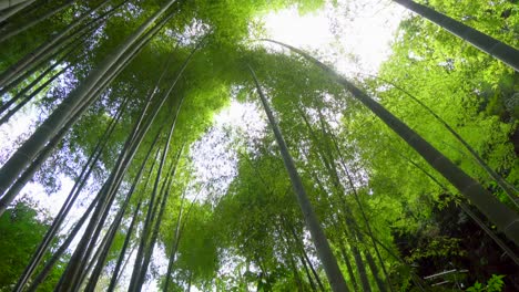 in kamakura, south of tokyo, there is a small bamboo forest that in summer fills with an intense green and is an ideal refuge from the extreme heat of midday