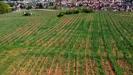 Elevación-Aérea-Sobre-Viñedos-En-Las-Colinas,-Descubriendo-Un-Hermoso-Pueblo-Tradicional-En-El-Este-De-Francia