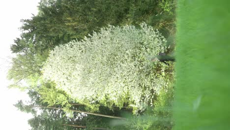 Young-woman-exercising,-nature-in-bloom,-tall-trees-and-grass