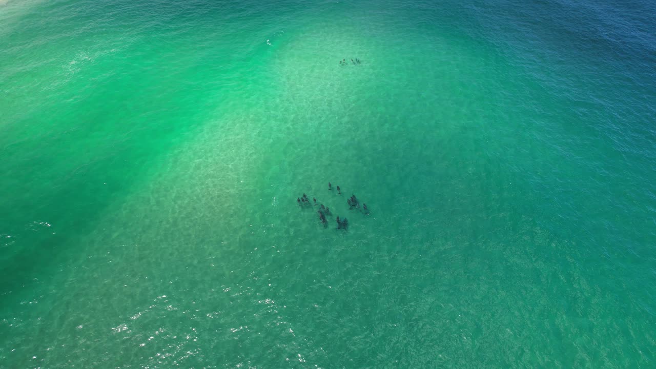 Banco de delfines nadando en el océano azul, Nueva Gales del Sur, Australia - Toma aérea