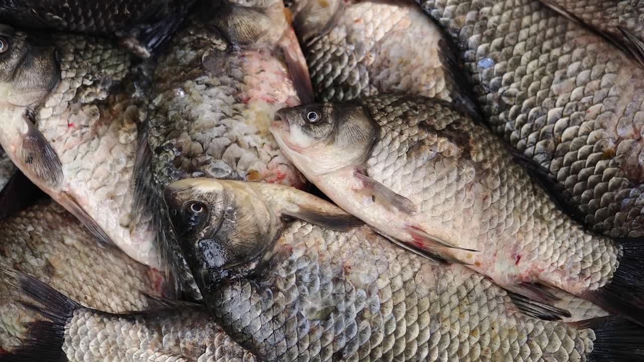 Primo piano di un mucchio di pesce crudo appena pescato