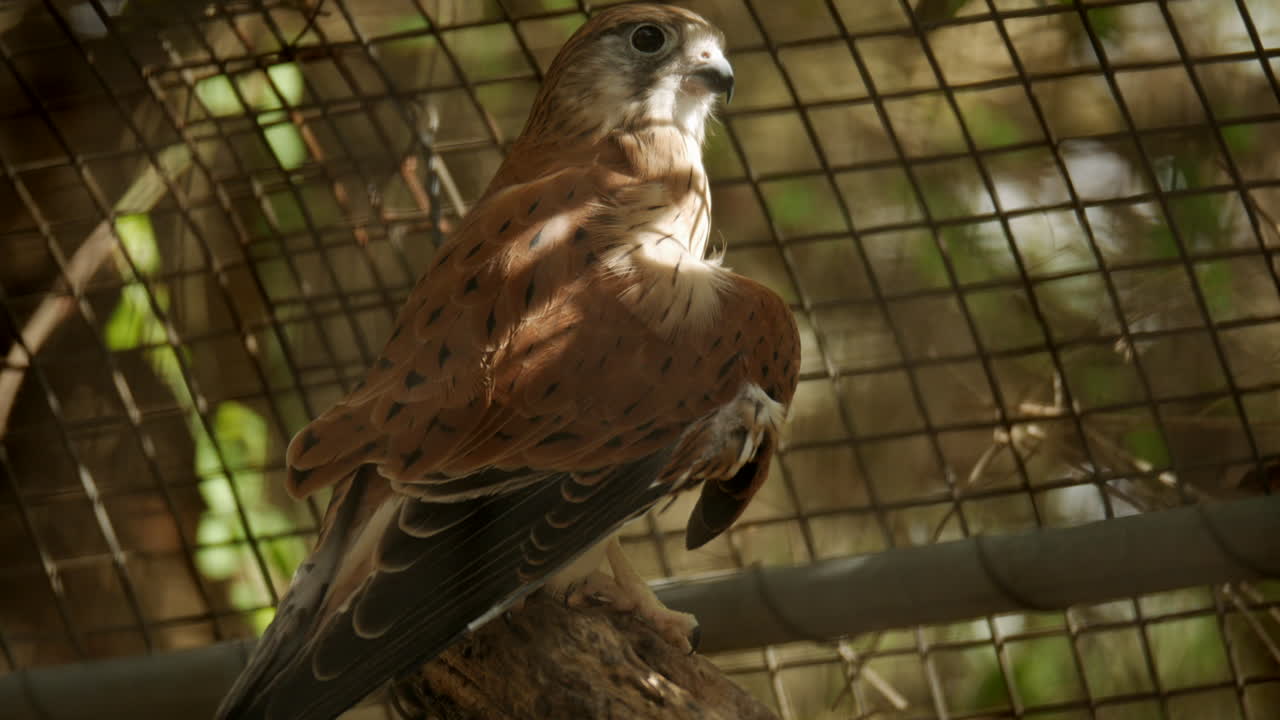 halcón cernícalo nankeen sentado en una rama en un recinto santuario