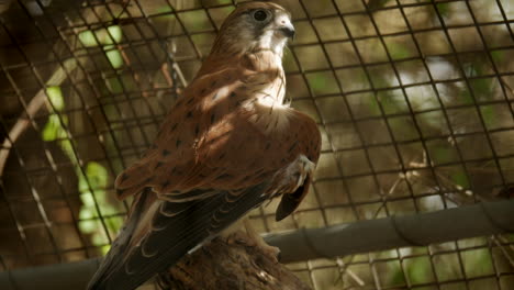 nankeen kestrel falcon sitting on a branch in a sanctuary enclosure