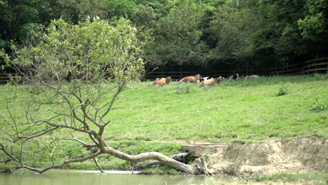 in the sunny morning, many cows lie on the grass in the distance. in the pasture.