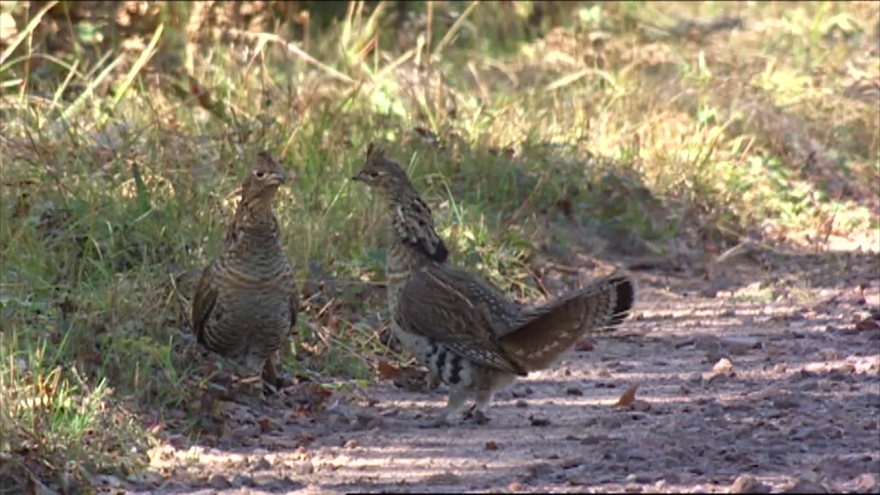 dos urogallos machos (bonasa umbellus) peleando en 2013
