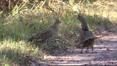 dos urogallos machos (bonasa umbellus) peleando en 2013