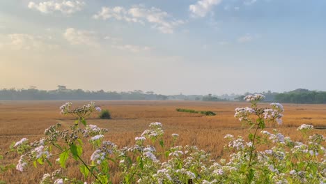 Pincel-De-La-Naturaleza:-Flores-Silvestres-Con-Tierras-De-Cultivo-En-Bangladesh