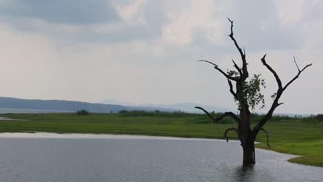 Toma-Estática-De-Un-Río-Y-Un-árbol-Seco-En-El-Campo.