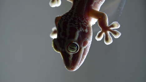 close-up of a gecko from below