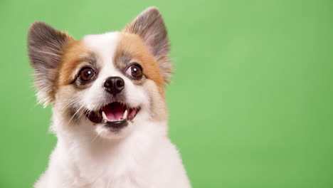 retrato del lindo cachorro esponjoso de pomeranian spitz