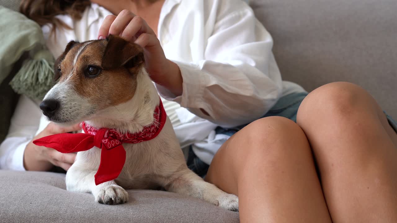 아름다운 현대 아파트에서 애완동물 개를 만지는 젊은 여성. 동물은 주인의 사랑과 보살을 즐기고 있습니다.