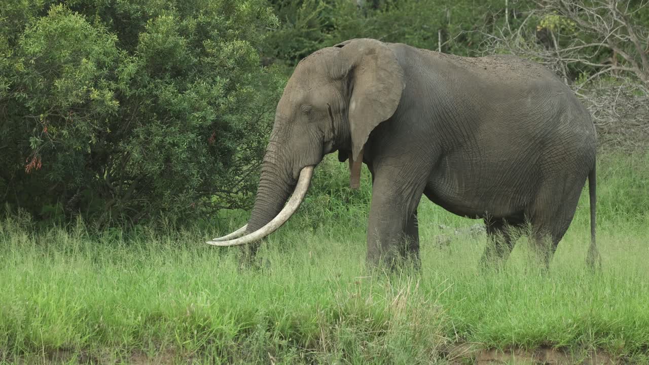 An African elephant bull with gigantic tusk feeding in the green grassland, Greater Kruger.