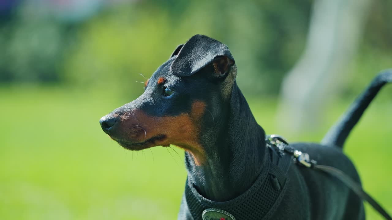 Young miniature pinscher stands alert on fresh grass under warm spring sun