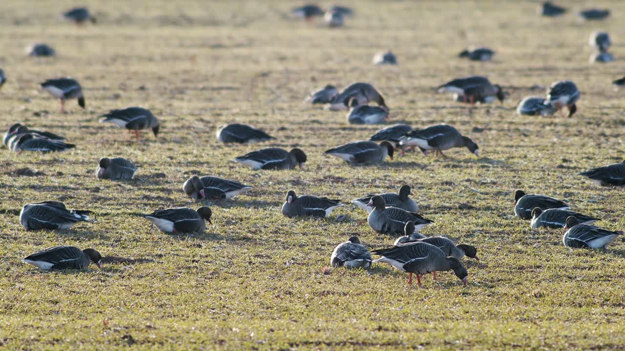una gran bandada de gansos albifrones de frente blanca en el campo de trigo de invierno durante la migración de primavera