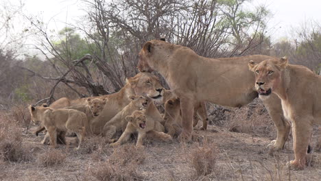 Bezaubernde-Aufnahmen-Einer-Gruppe-Von-Löwinnen-Und-Jungen-Zusammen-In-Freier-Wildbahn