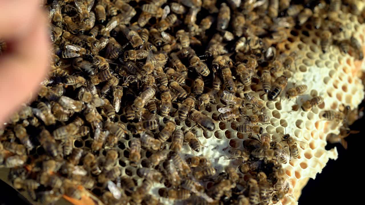 Close-up of honey bees. Frames of a bee hive. Bees turn nectar into honey.