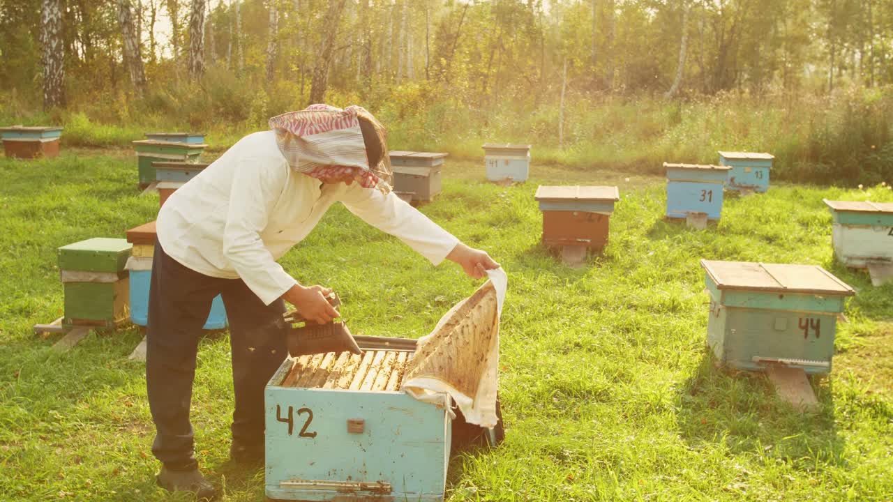 Beekeeper inspecting beehives