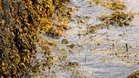 waves washing over seaweed-covered rocks