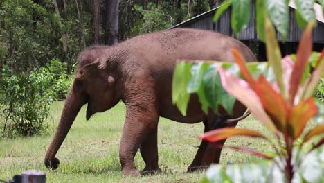 elephant walking peacefully through vibrant foliage