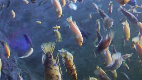 Goldfish-mostly-yellow-in-an-aquarium-swimming