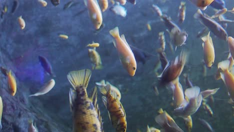 pez dorado en su mayoría amarillo en un acuario nadando
