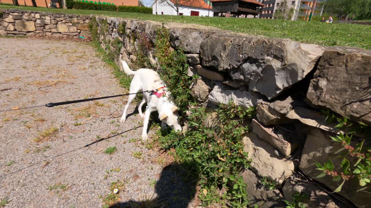 Un cane Podenco bianco al guinzaglio rosso annusa intensamente lungo un vecchio muro di pietra in un ambiente urbano spagnolo soleggiato, cercando insetti. Istinto di caccia naturale in mostra.