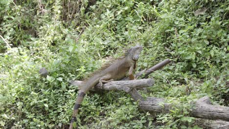 a close up shot of an iguana or wild green lizard perched on a fallen tree trunk looking around an enclosure surrounded by leafy natural vegetation