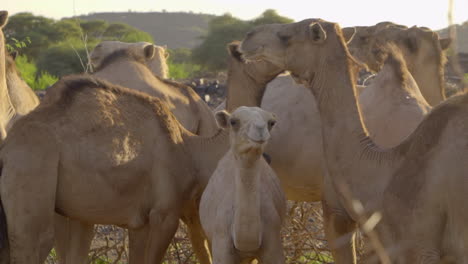 camellos en el desierto de kenia, áfrica