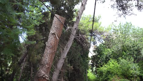 tronco de árbol de pino