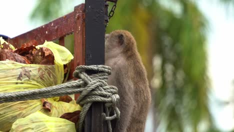 un macaco hambriento que come cangrejos, un macaco de cola larga intenta subir al camión contenedor de basura, en busca de comida, pero fue ahuyentado por el mono dominante macho en el área del parque urbano