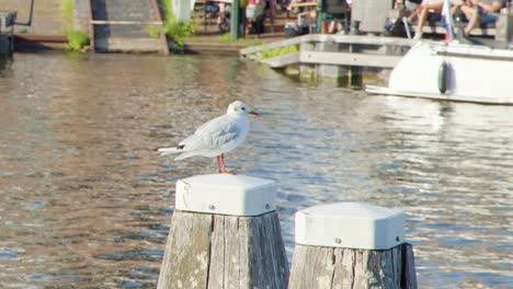 a seagull stands calmly on a wooden post by a sunlit canal in haarlem, with people relaxing and watercraft in the background. natural daylight, steady camera