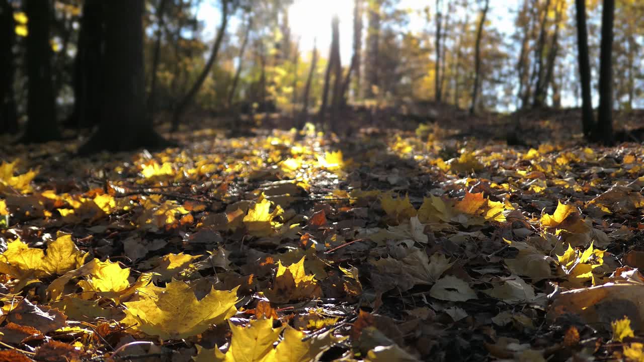 hojas amarillas brillantes caídas en el suelo del bosque en la luz de fondo dramática