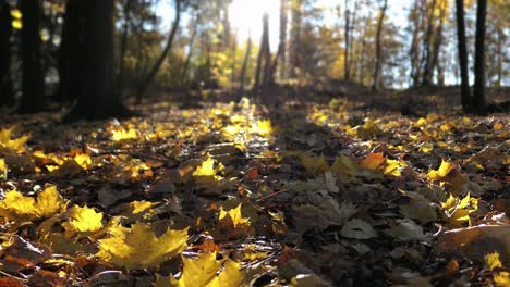 bright yellow fallen leaves on the forest ground in dramatic backlight