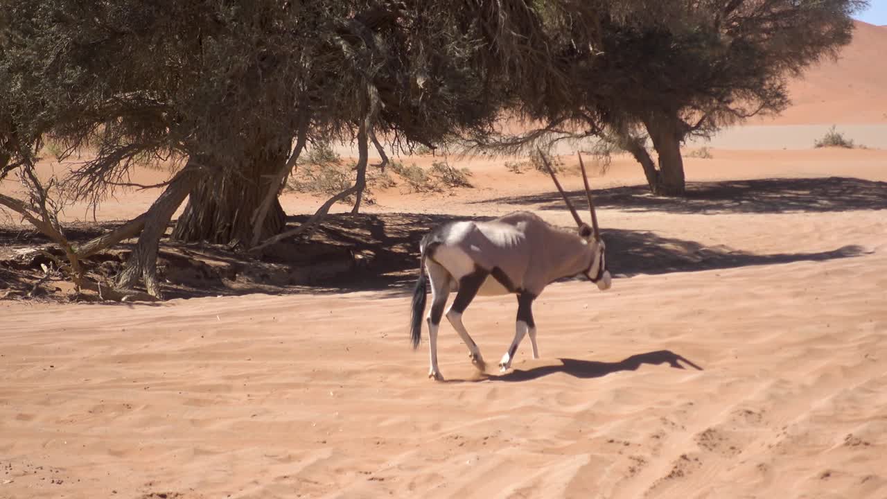 antílope salvaje africano caminando sobre arena caliente en sossusvlei, namibia