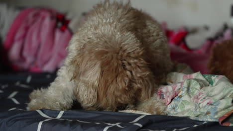 perro mayor de raza mixta rascándose y lamiendo su pata-1
