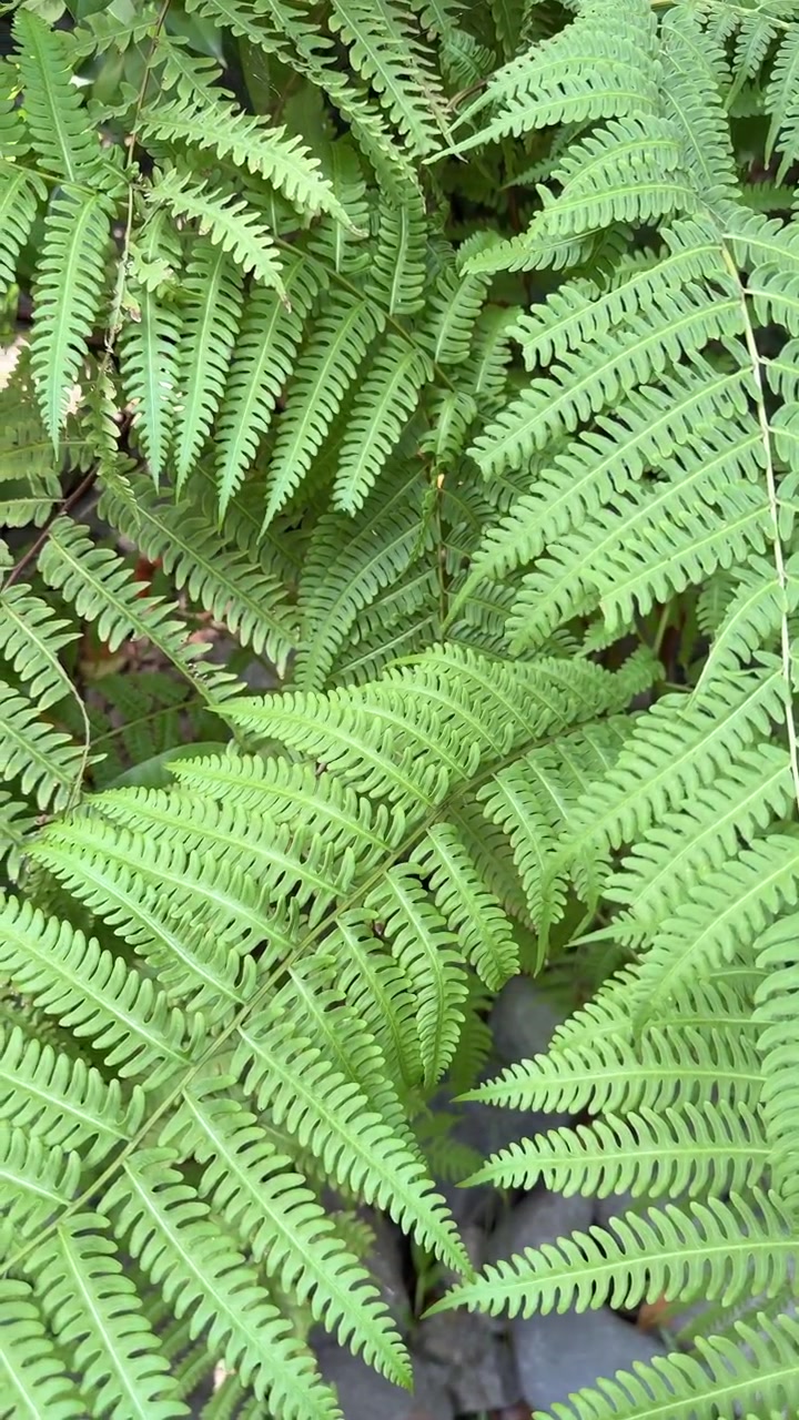 Close-up of Vibrant Green Fern Leaves in a Garden