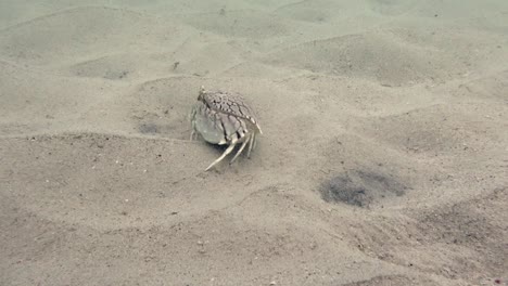 cangrejo de caja de llamas en aguas poco profundas