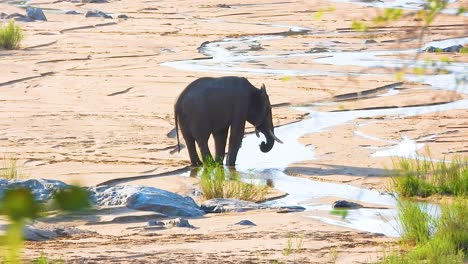 African Savanna Elephant standing by a waterhole shallow meandering water in Kruger National Park, trunk tucked up