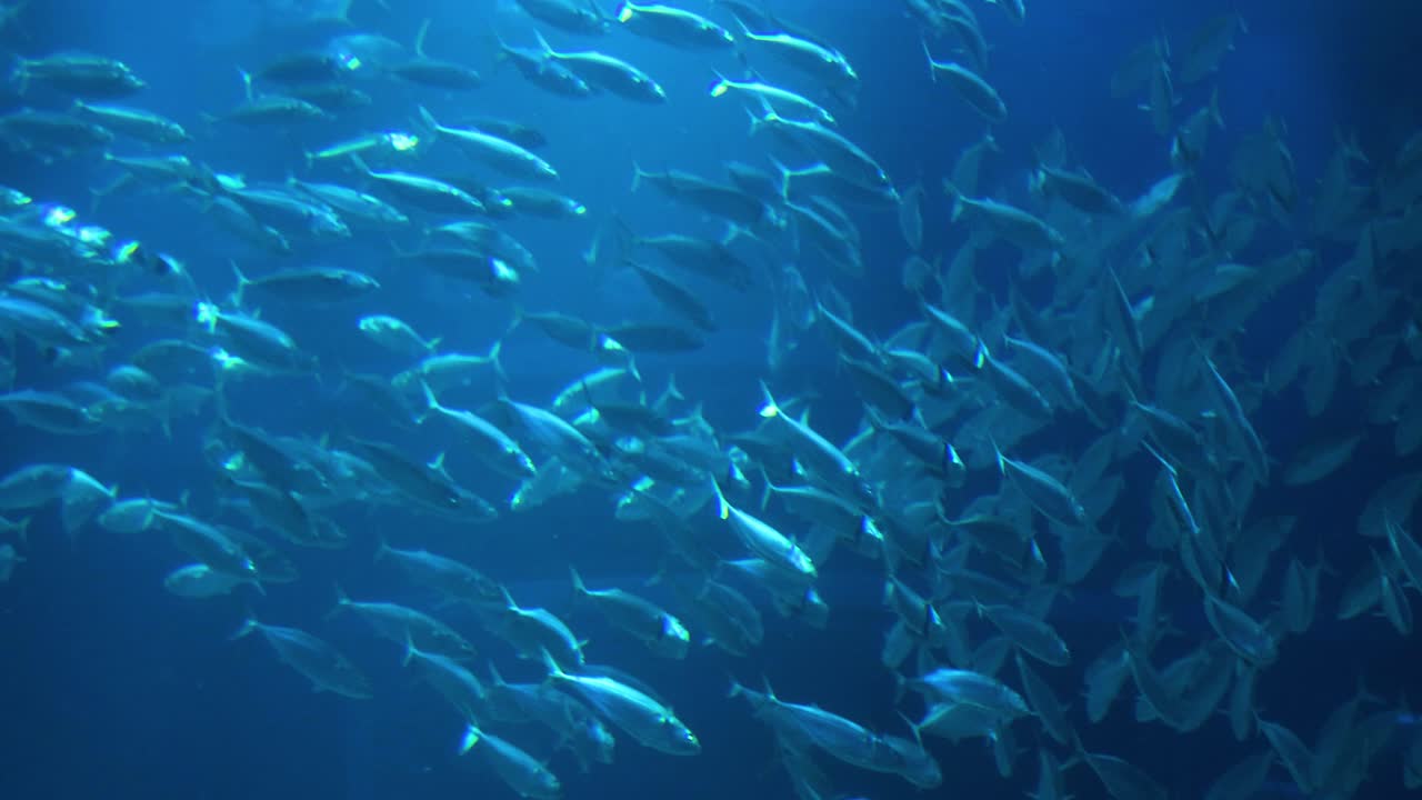 물속 에서 밀집 한 물고기 무리 를 볼 수 있다