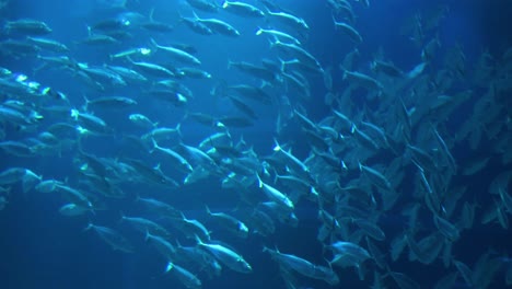 vista bajo el agua de un denso banco de peces
